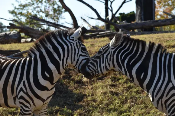 Καζίνο Χοτ Λάιν Υποστηριξη